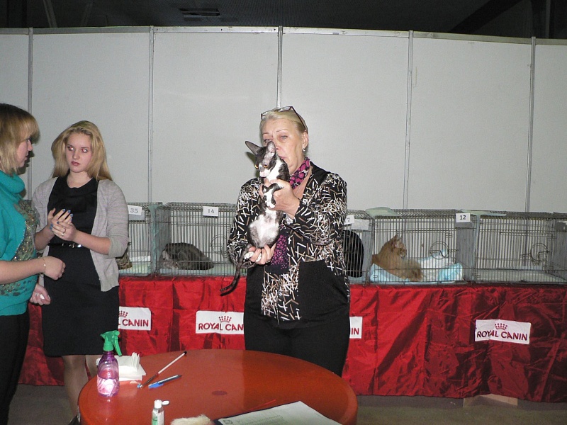 Juglans ShRex of Star Forge - cornish rex