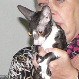 Juglans ShRex of Star Forge