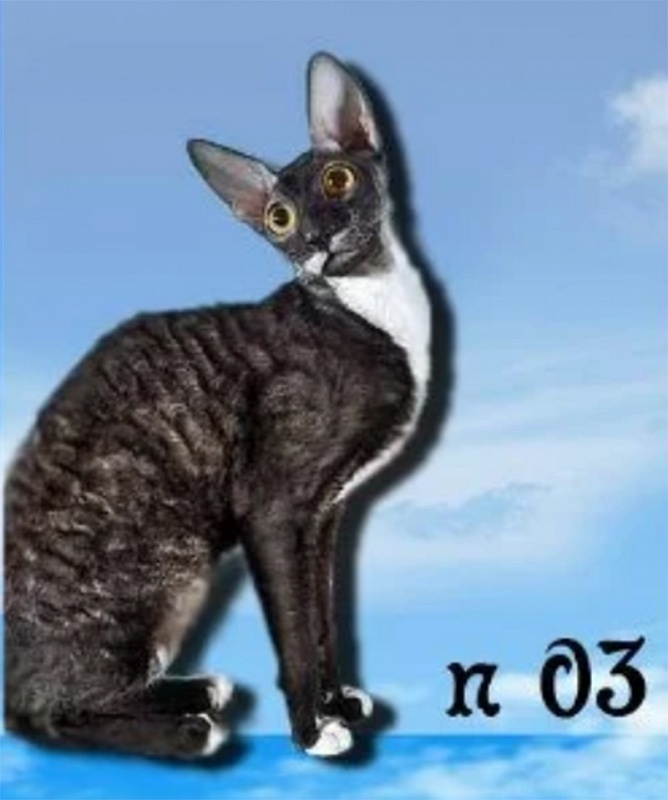 Clinker ShRex - cornish rex