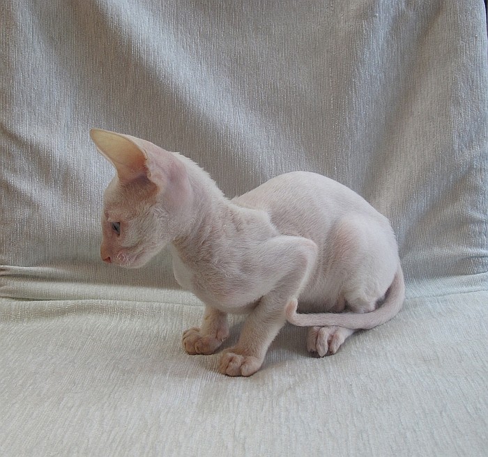 Rexband Quickuptake Ive - cornish rex 08/09/2015