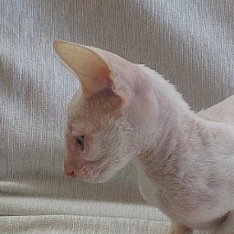 Rexband Quickuptake Ive