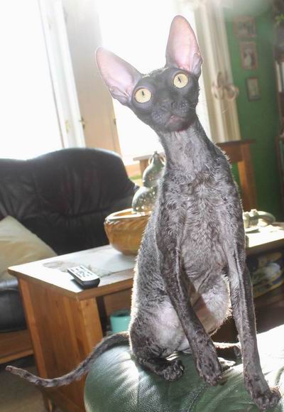 Femme Fatale Gwendji Wonder - cornish rex