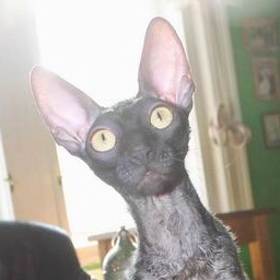 Femme Fatale Gwendji Wonder