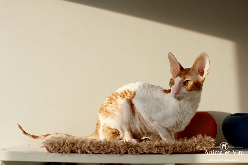 KleoMau's Olimpia - cornish rex