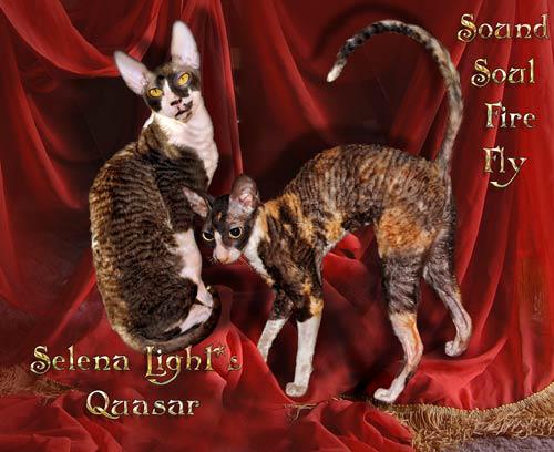 Sound Soul Fire Fly - cornish rex