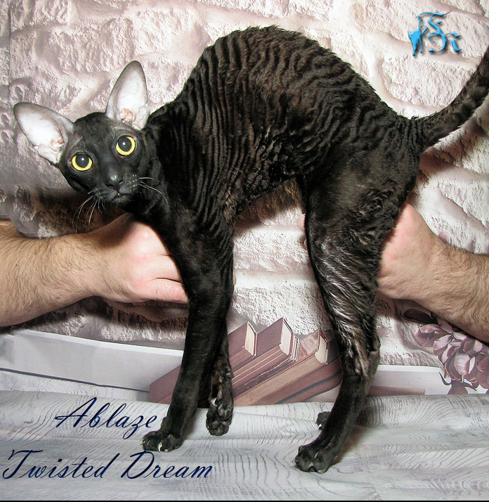 Ablaze Twisted Dream - cornish rex