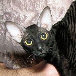 Ablaze Twisted Dream