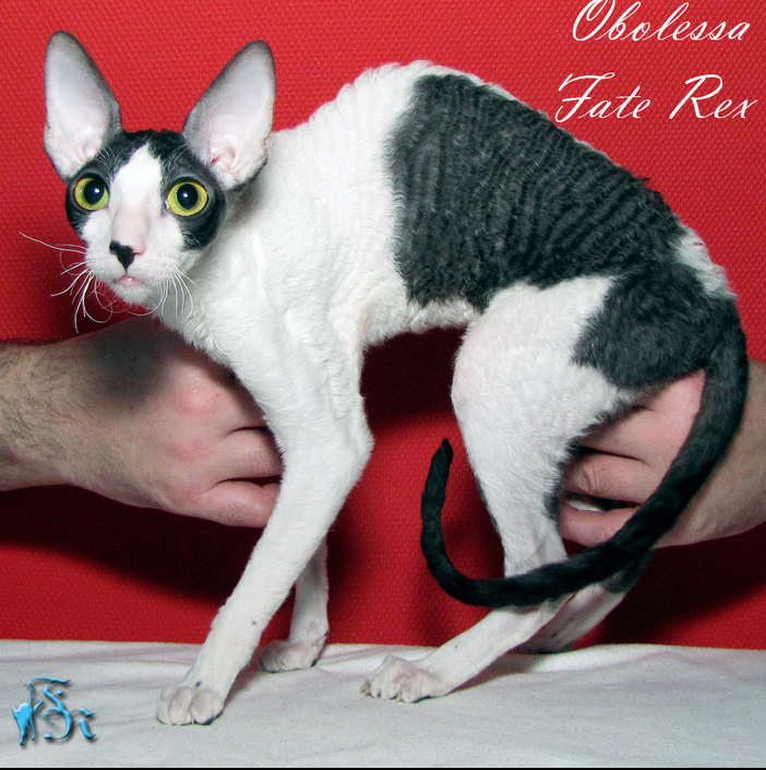 Obolessa Fate Rex - cornish rex