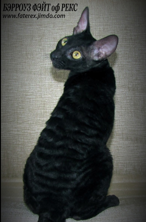 Burroughs Fate Rex - cornish rex