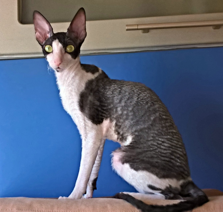 Jewely Fate Rex - cornish rex
