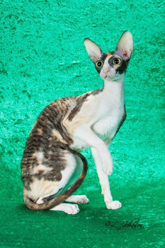 Godspeed Dazzling Daphne of Mykro's - cornish rex