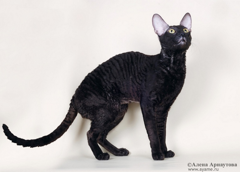 Ametist Sed'maya Galaktika - cornish rex