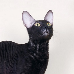 Ametist Sed'maya Galaktika