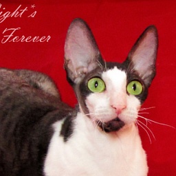 Selena light's Together and Forever