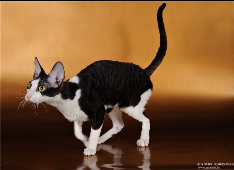 Selena light's Together and Forever - cornish rex 12/18/2010