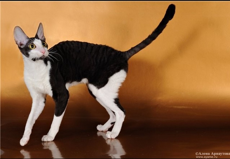 Selena light's Together and Forever - cornish rex 12/18/2010