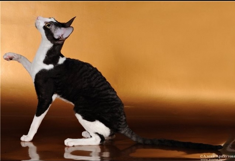 Selena light's Together and Forever - cornish rex 12/18/2010