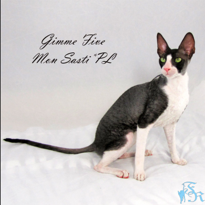 Gimme Five Mon Sasti - cornish rex