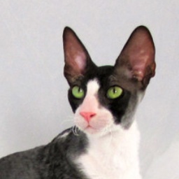 Gimme Five Mon Sasti