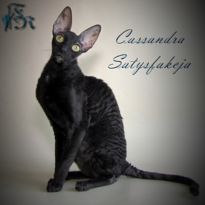 Satysfakcja Cassandra - cornish rex