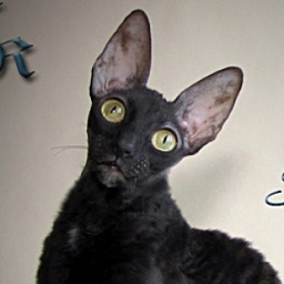 Satysfakcja Cassandra