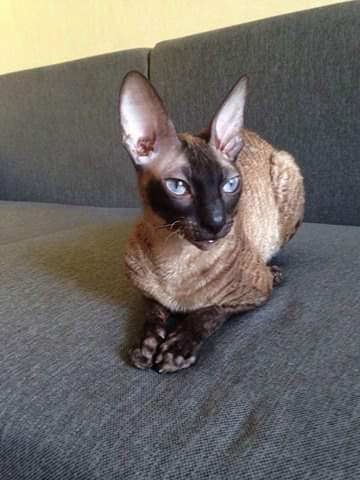 Satysfakcja Alonzo - cornish rex