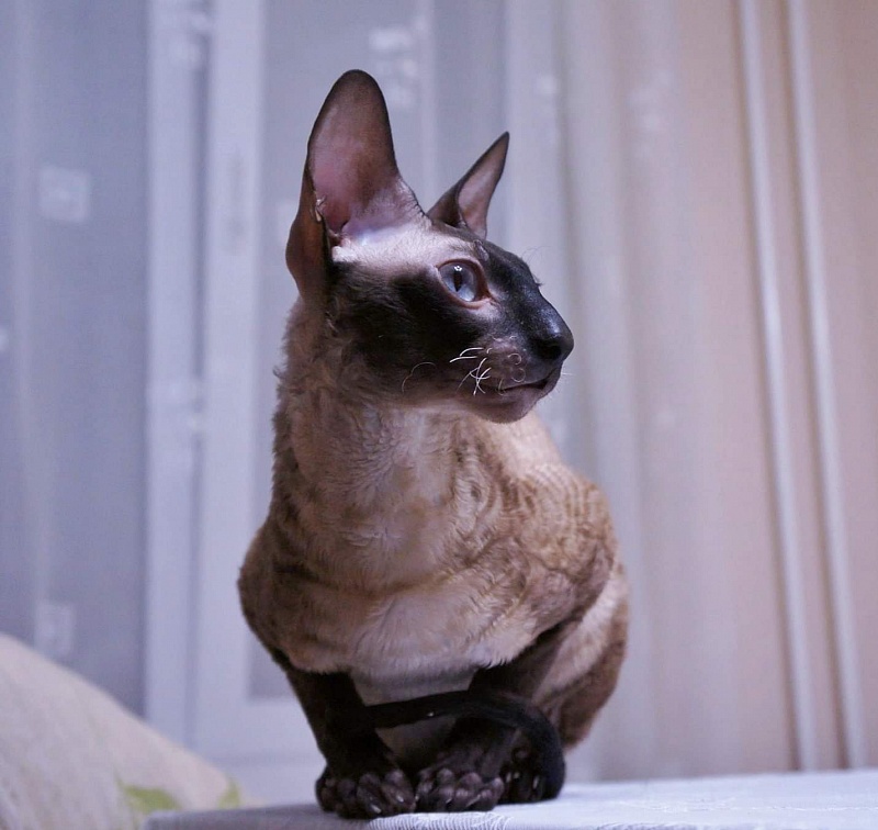 Satysfakcja Alonzo - cornish rex