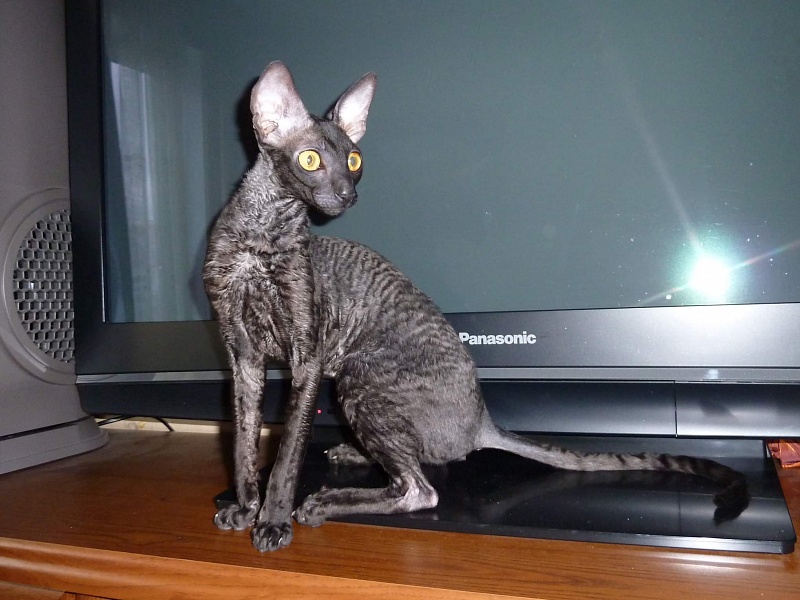 Isadora CorBri - cornish rex