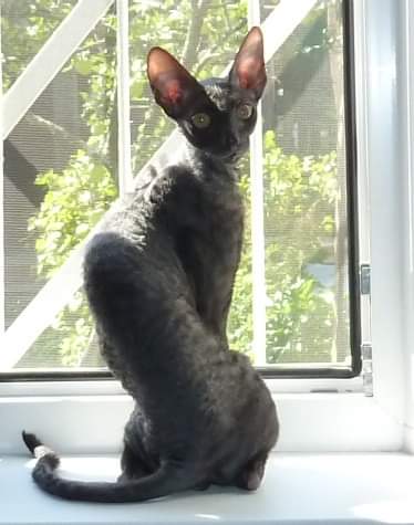 Isadora CorBri - cornish rex