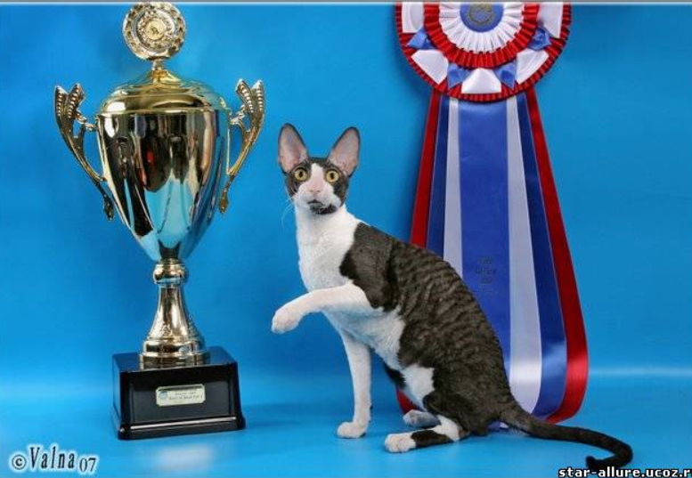 Seglin Rex Giacomo - cornish rex