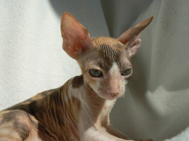 Mon Sasti Carmel - cornish rex