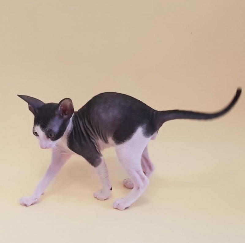 Fijer Elemani Dream - Kitten cornish rex 1 month 1.5 week
