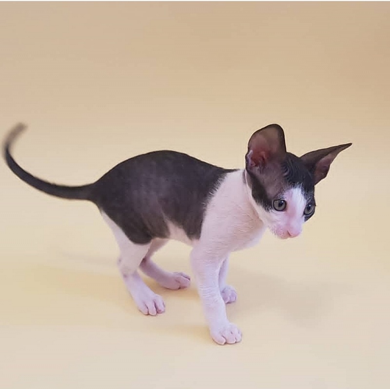 Fijer Elemani Dream - Kitten cornish rex 1 month 1.5 week