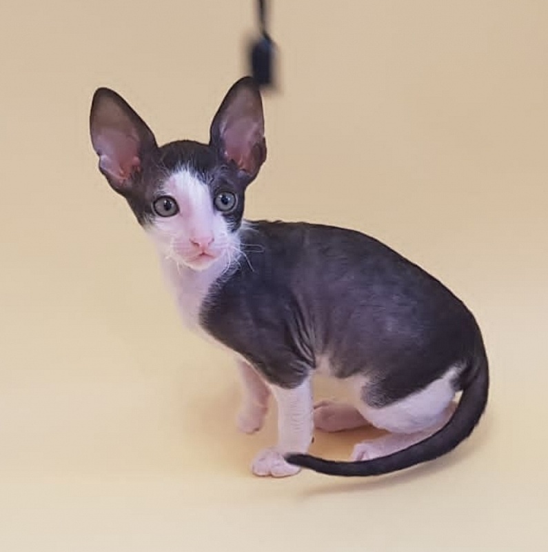 Fijer Elemani Dream - Kitten cornish rex 1 month 1.5 week