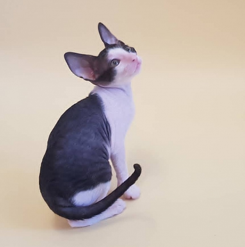 Fijer Elemani Dream - Kitten cornish rex 1 month 1.5 week