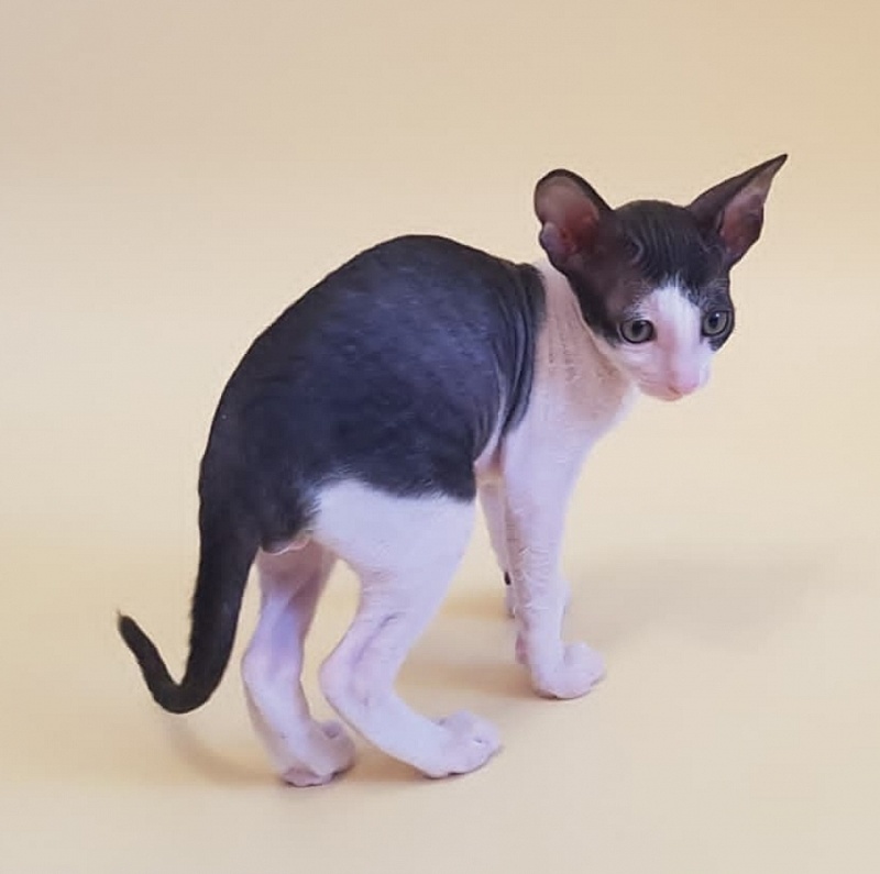 Fijer Elemani Dream - Kitten cornish rex 1 month 1.5 week