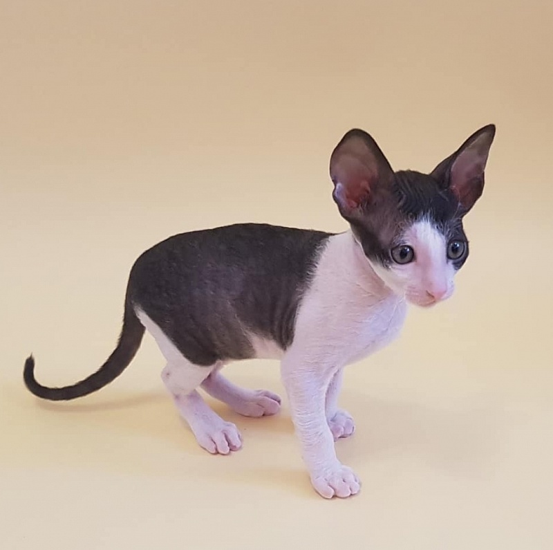 Fijer Elemani Dream - Kitten cornish rex 1 month 1.5 week