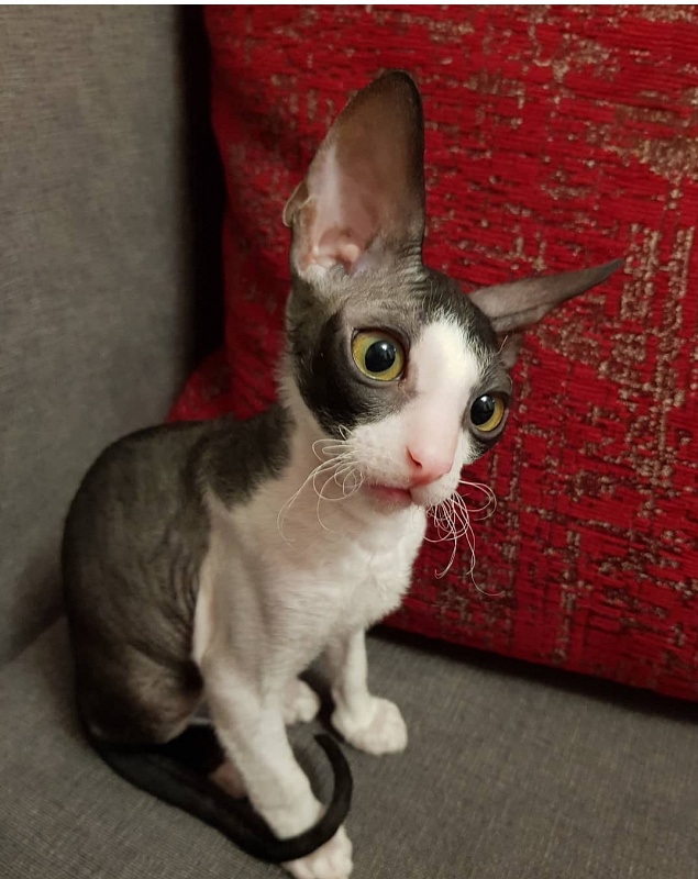Finik Elemani Dream - Kitten cornish rex 2 months 3 weeks
