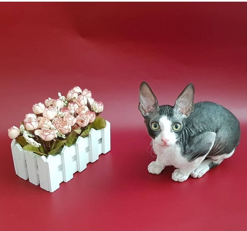 Finik Elemani Dream - Kitten cornish rex 2 months 1.5 week
