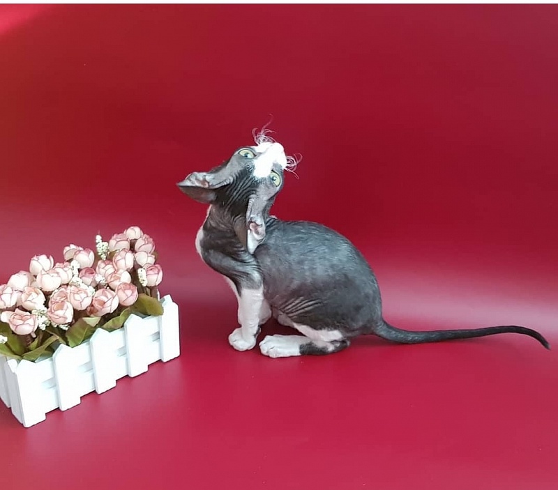 Finik Elemani Dream - Kitten cornish rex 2 months 1.5 week