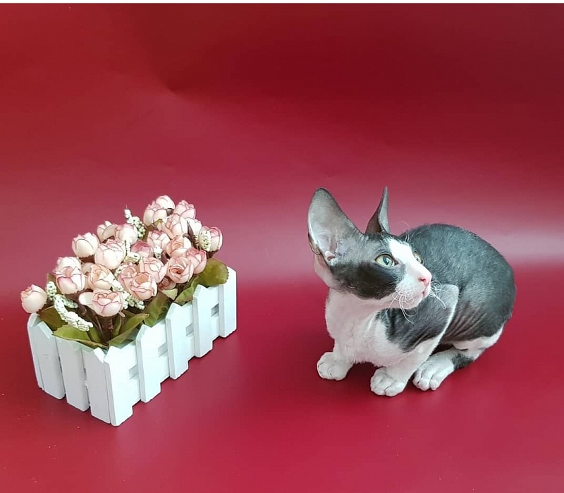 Finik Elemani Dream - Kitten cornish rex 2 months 1.5 week