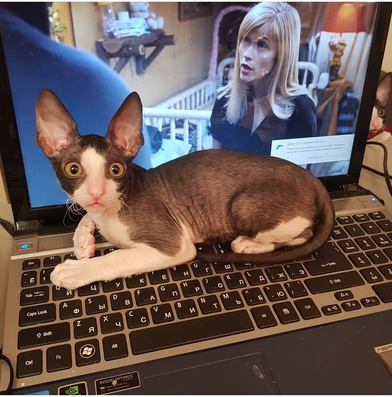 Finik Elemani Dream - Kitten cornish rex 2 months 1 week