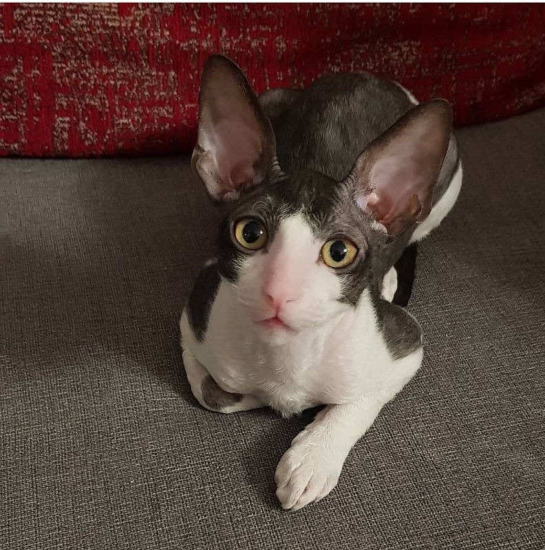 Feelins Elemani Dream - Kitten cornish rex 3 months 2.5 weeks