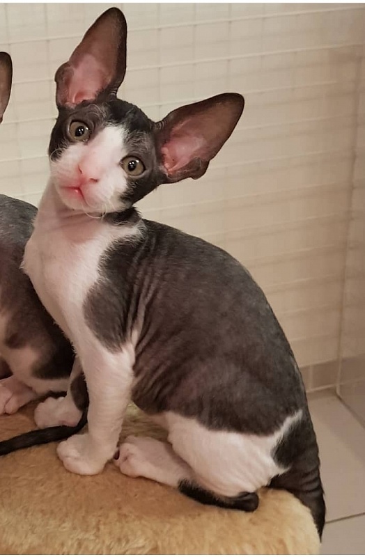 Feelins Elemani Dream - Kitten cornish rex 1 month 3 weeks