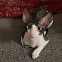 Feelins Elemani Dream