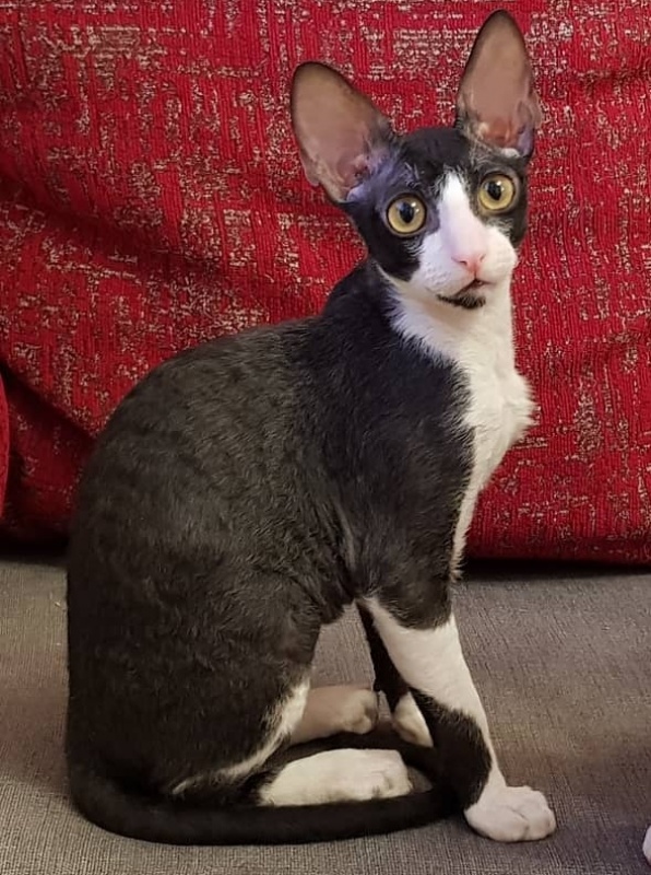 Finist Elemani Dream - Kitten cornish rex 3 months 3.5 weeks