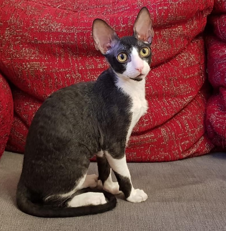 Finist Elemani Dream - Kitten cornish rex 3 months 3.5 weeks