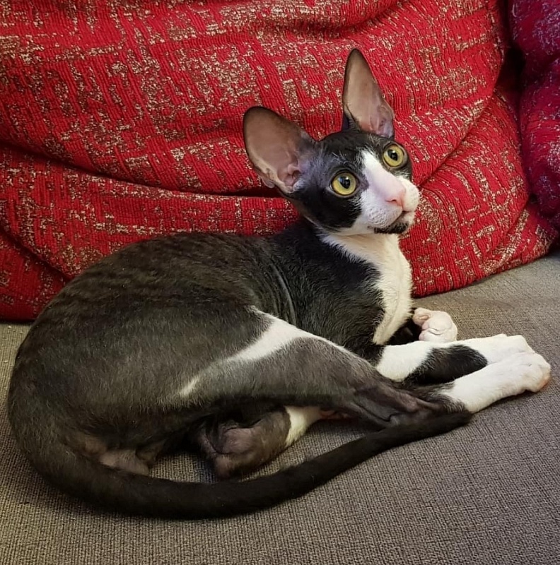 Finist Elemani Dream - Kitten cornish rex 3 months 3.5 weeks