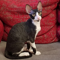 Finist Elemani Dream