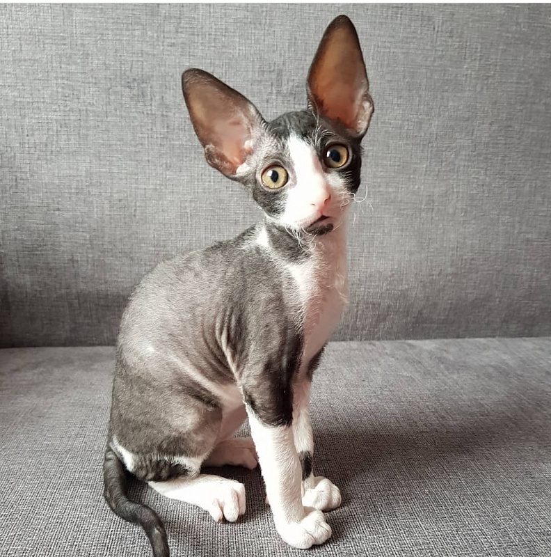Feellina Elemani Dream - Kitten cornish rex 1 month 3 weeks